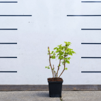 Malina žltá (Rubus idaeus) 'GOLDEN QUEEN'®, výška: 20-30 cm, kont. P9